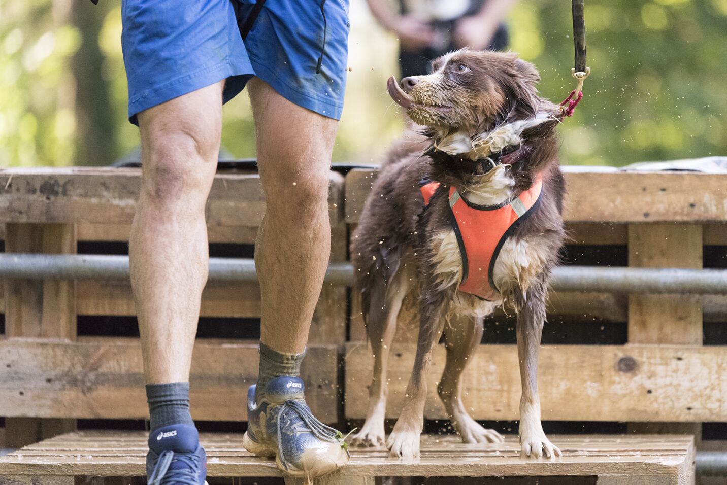 Läufer und nasser Hund auf einem Holzhindernis