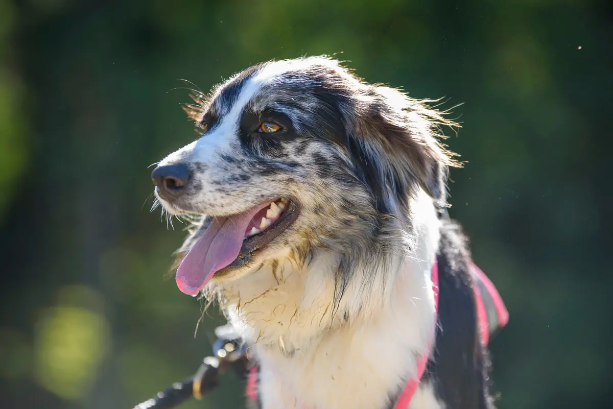 Border Collie, noch einigermassen sauber